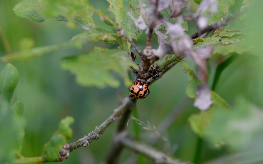 Galla su farnia. No, Homoptera, Kermesidae (cocciniglia).